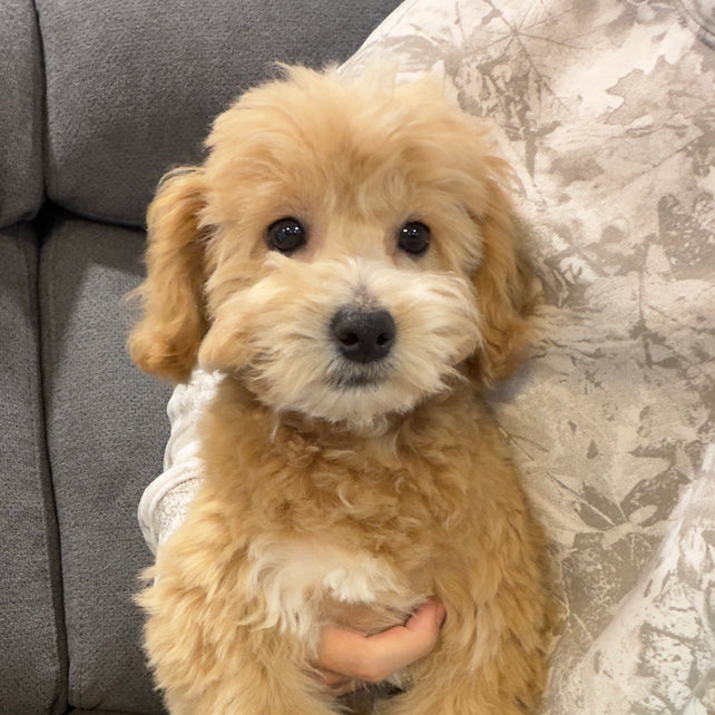MILO (Bichon-Poodle)