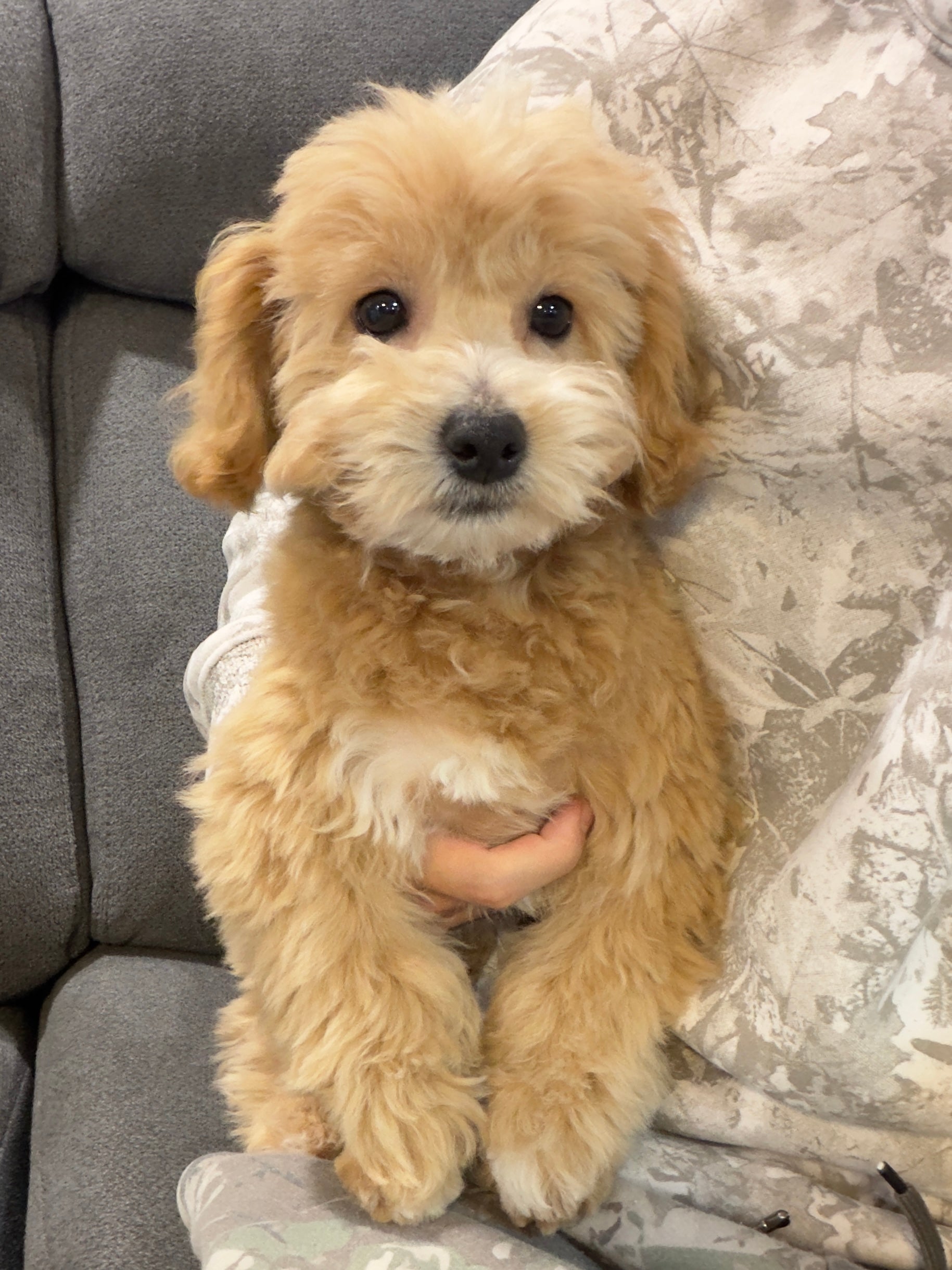 MILO (Bichon-Poodle)