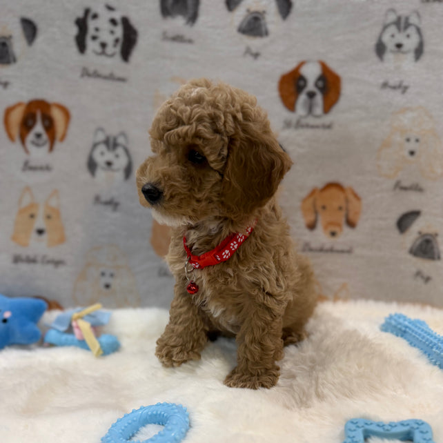 ANDY (Mini Poodle)