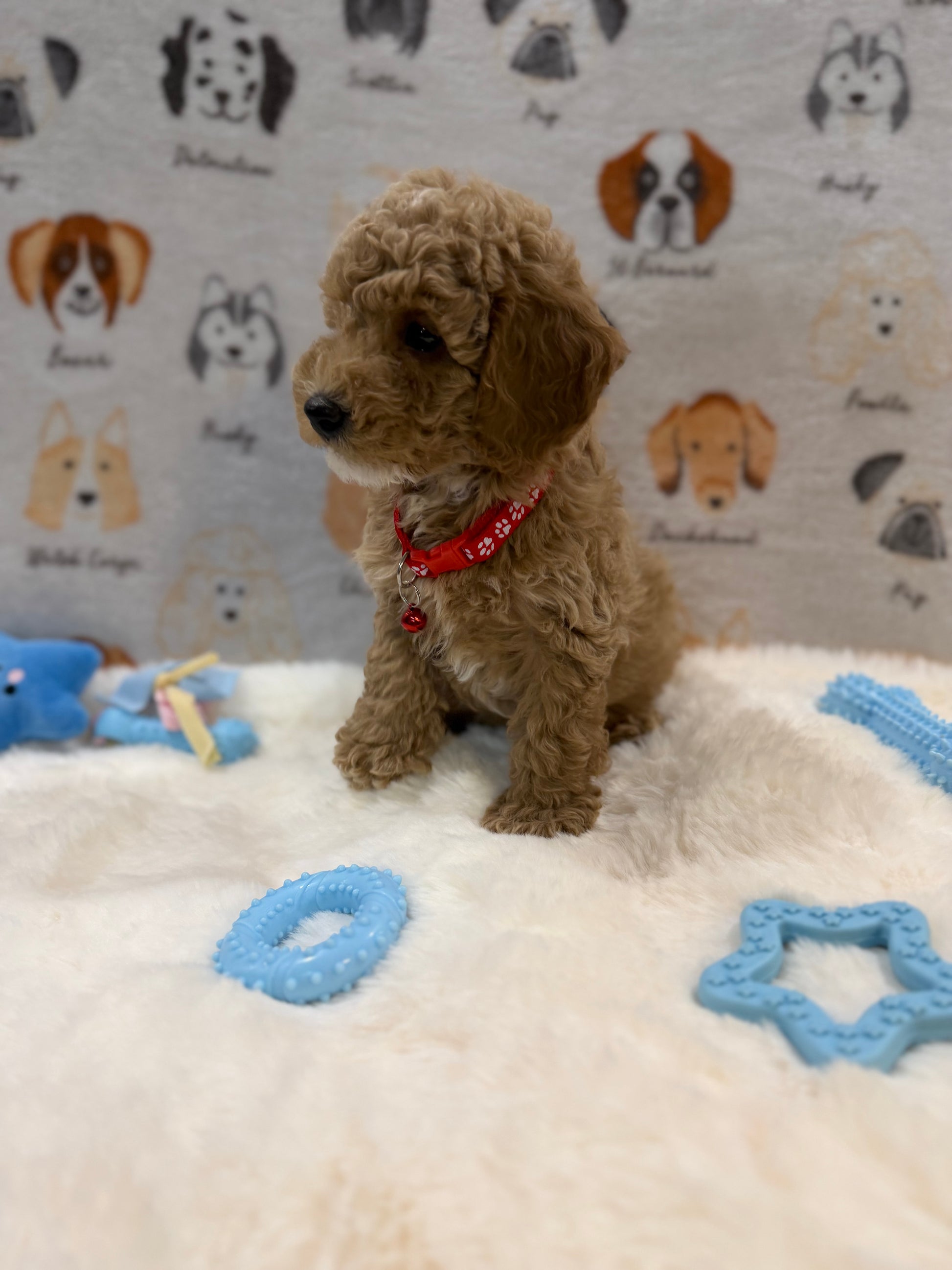 ANDY (Mini Poodle)