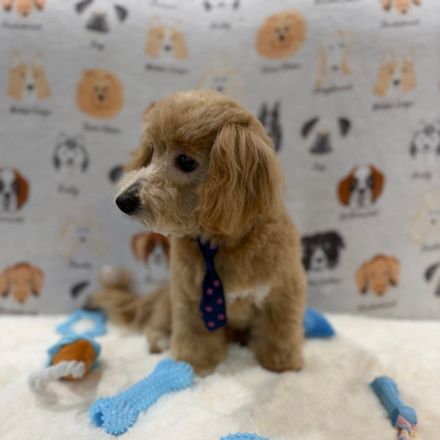 MILO (Bichon-Poodle)