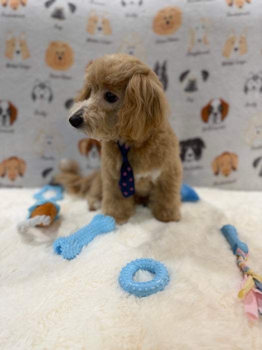 MILO (Bichon-Poodle)