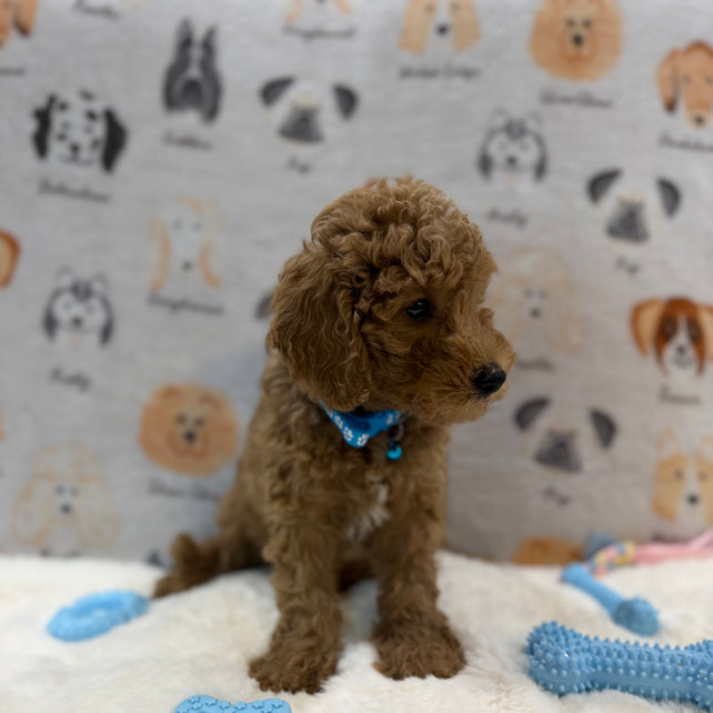 ANGEL (Mini Poodle)