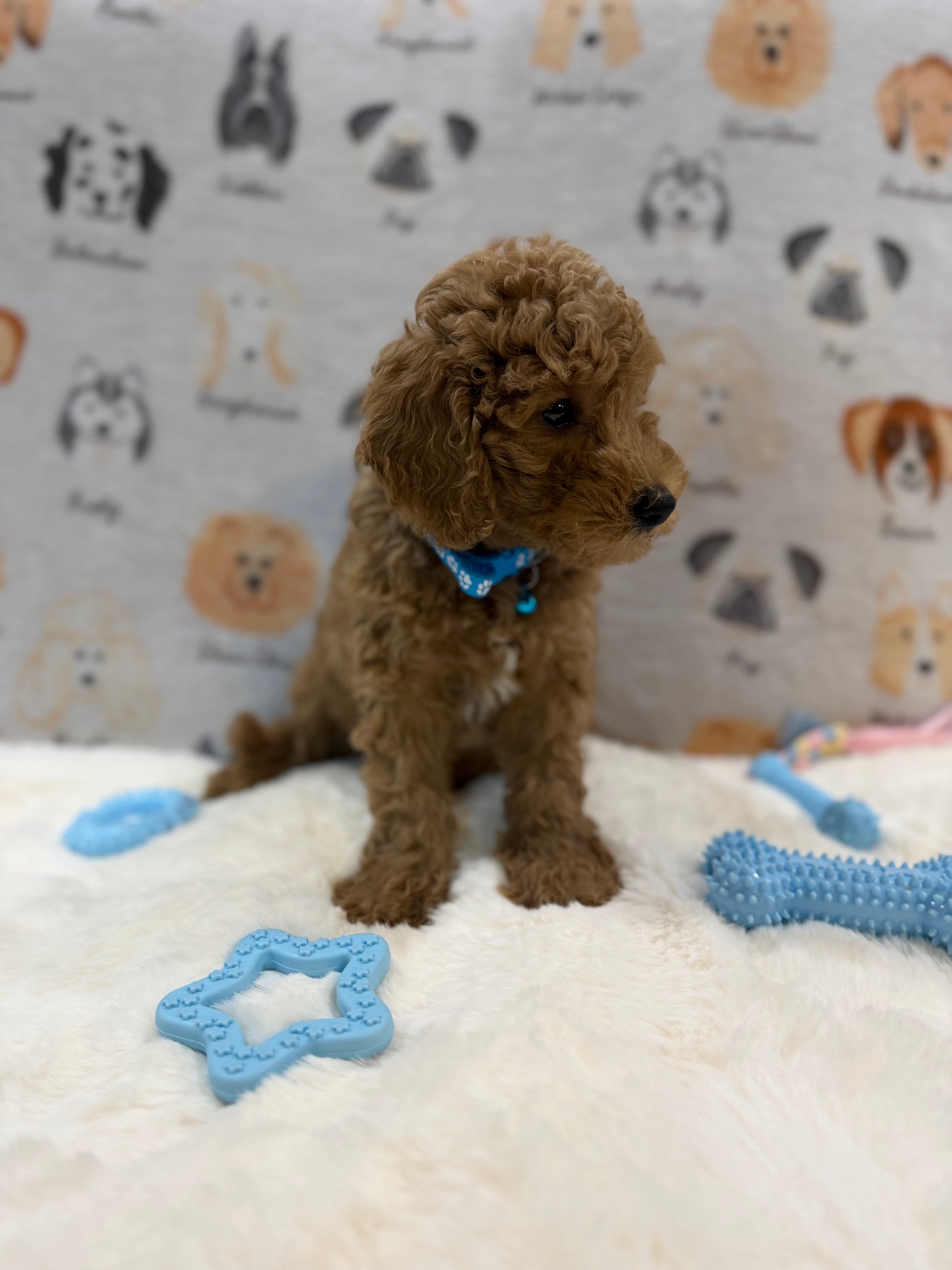 ANGEL (Mini Poodle)