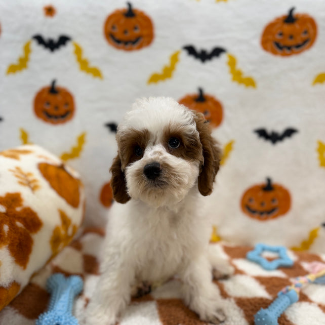 BENNY (Mini Poodle)