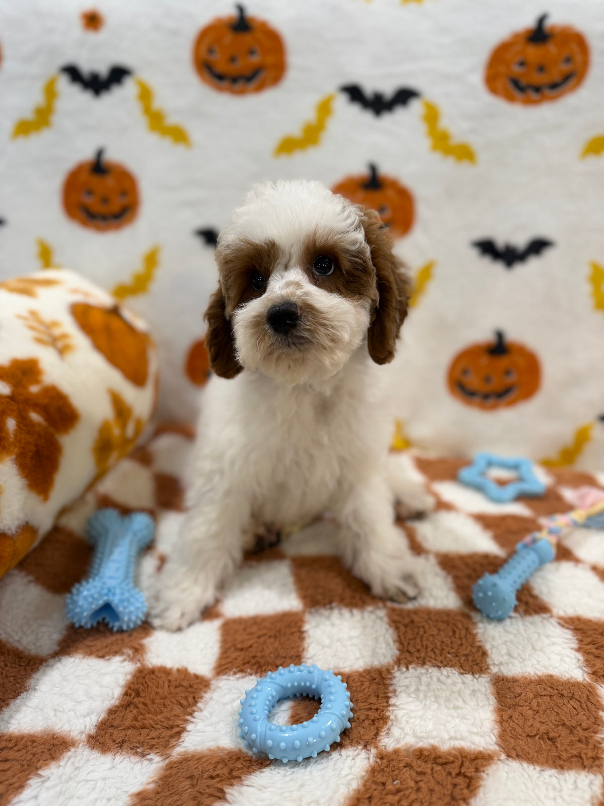 BENNY (Mini Poodle)
