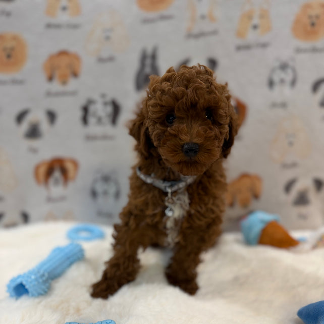 TITO (Red AKC Toy Poodle)