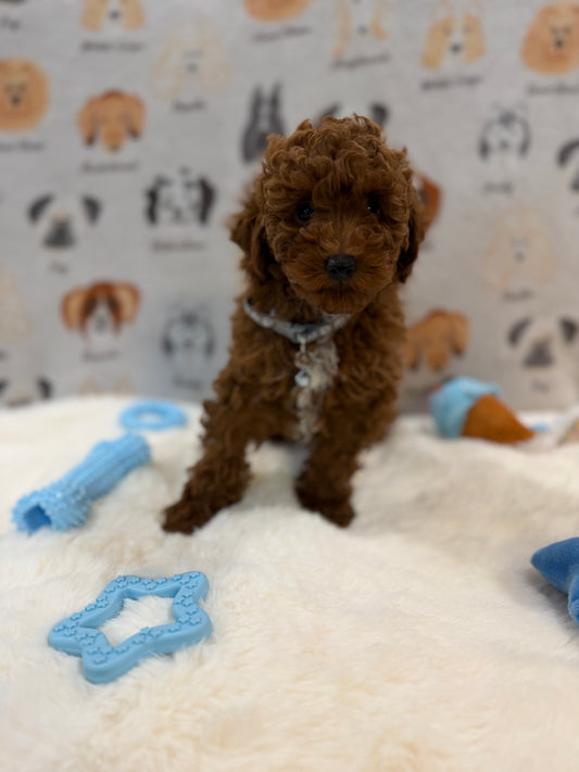 TITO (Red AKC Toy Poodle)