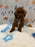 TITO (Red AKC Toy Poodle)