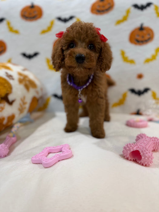 REYNA (ACA Mini Poodle)