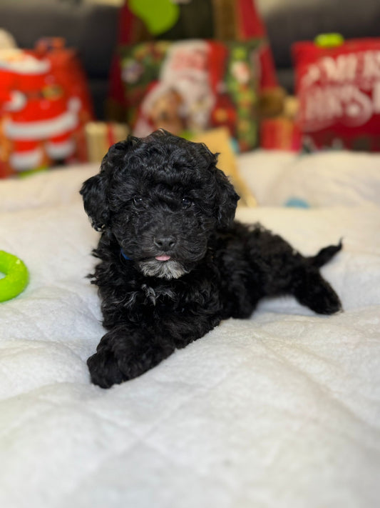 Casper (Mini-Poodle)