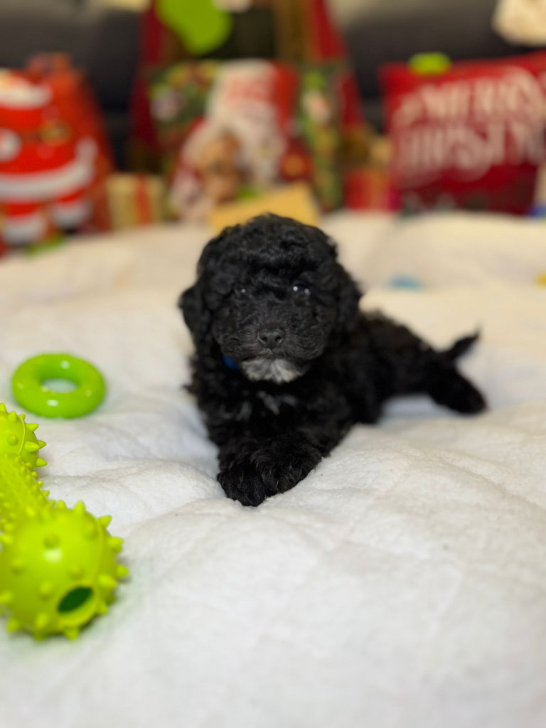 Casper (Mini-Poodle) — PAWPPIESPLUG