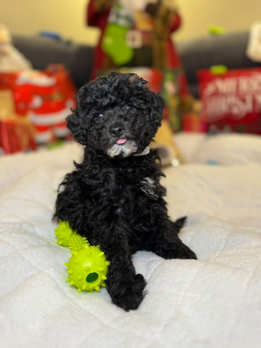 Charlie (Mini-Poodle)