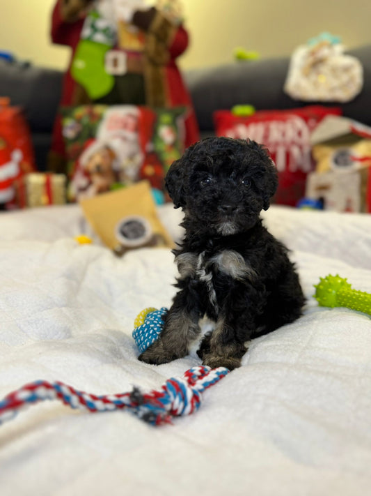 Chloe (Mini-Poodle)