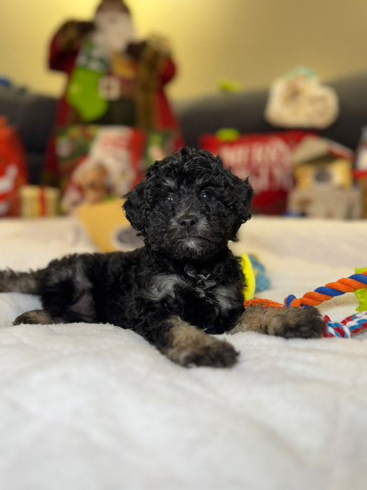 Cindy (Mini-Poodle)