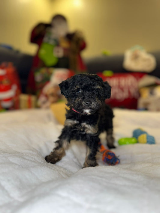 Cookie (Mini-Poodle)
