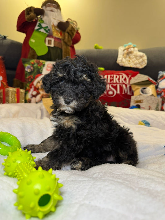 Cooper (Mini-Poodle)