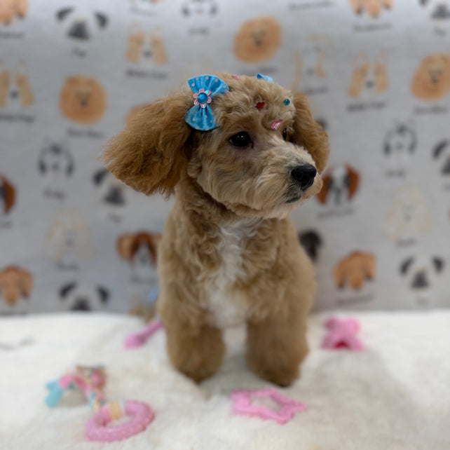 MILLY (Bichon-Poodle)