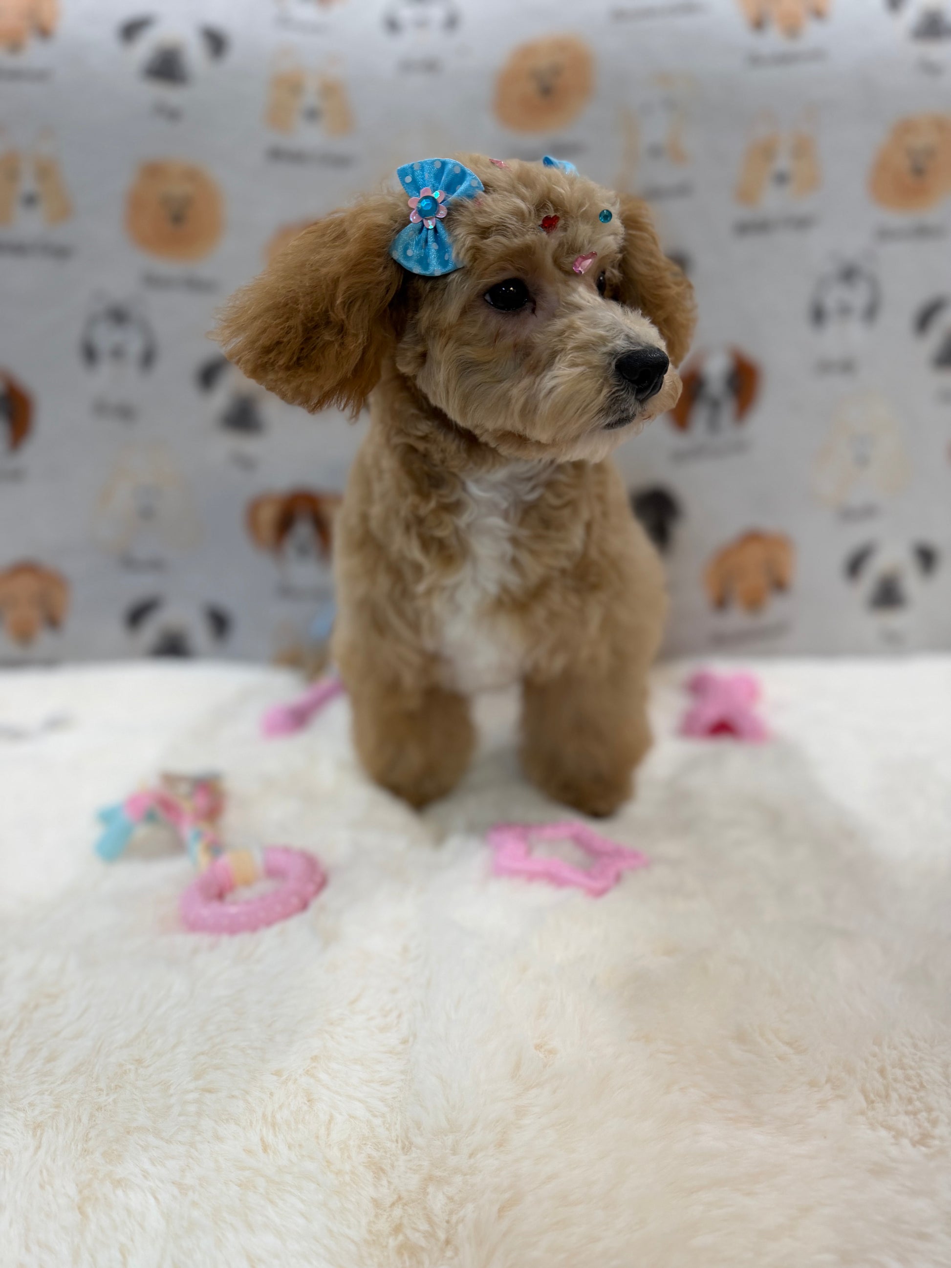 MILLY (Bichon-Poodle)