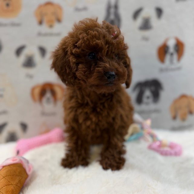 JENNY (Red AKC Toy Poodle)