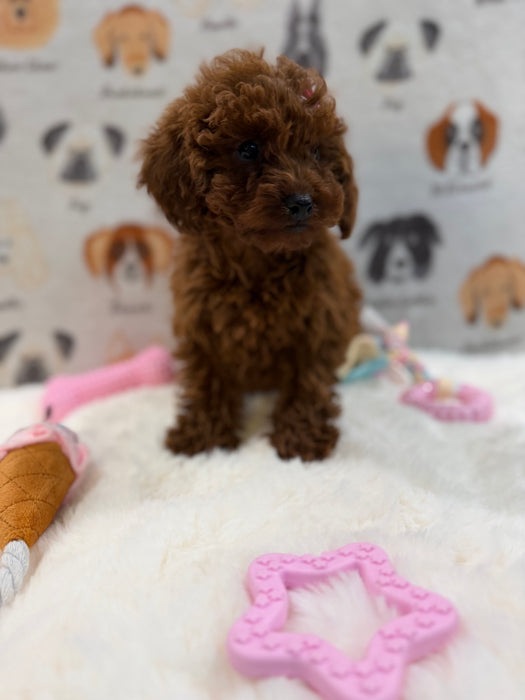 JENNY (Red AKC Toy Poodle)