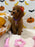 REYNA (ACA Mini Poodle)