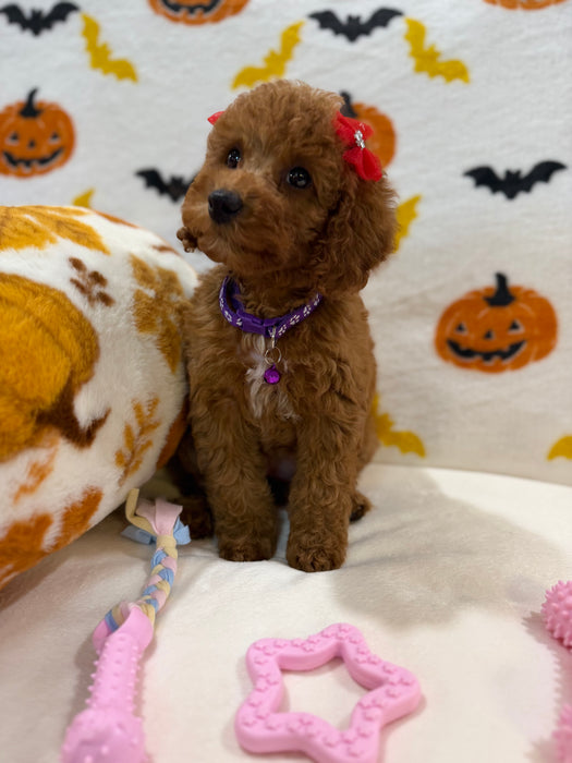 REYNA (ACA Mini Poodle)