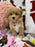 DAISY (Toy/Mini Bichon Poodle)