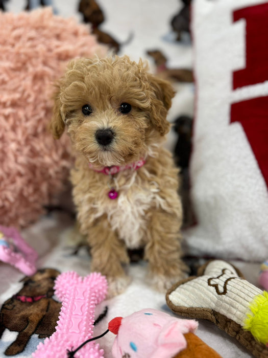 DAISY (Toy/Mini Bichon Poodle)