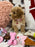 DAISY (Toy/Mini Bichon Poodle)