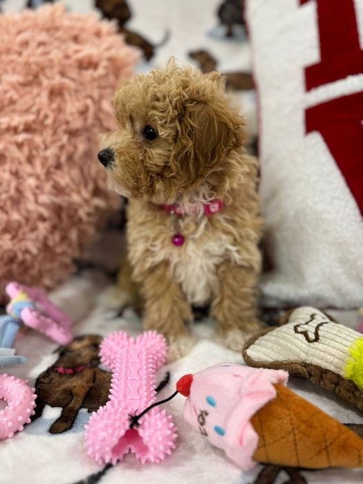 DAISY (Toy/Mini Bichon Poodle)