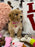 DAISY (Toy/Mini Bichon Poodle)