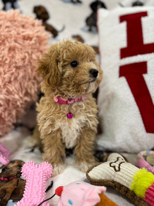 DAISY (Toy/Mini Bichon Poodle)