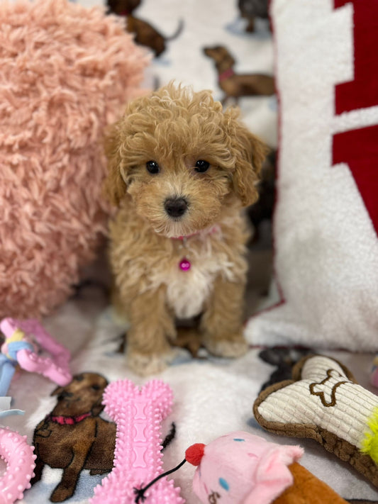 DAISY (Toy/Mini Bichon Poodle)