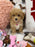 DAISY (Toy/Mini Bichon Poodle)