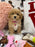 DAISY (Toy/Mini Bichon Poodle)