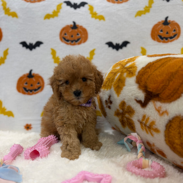 BAILEY (AKC Toy Poodle)