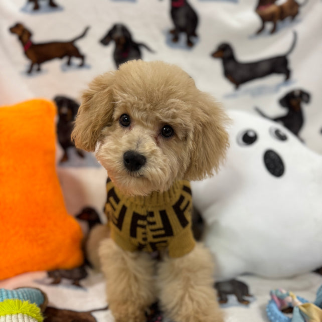 TURBO (Bichon Poodle)