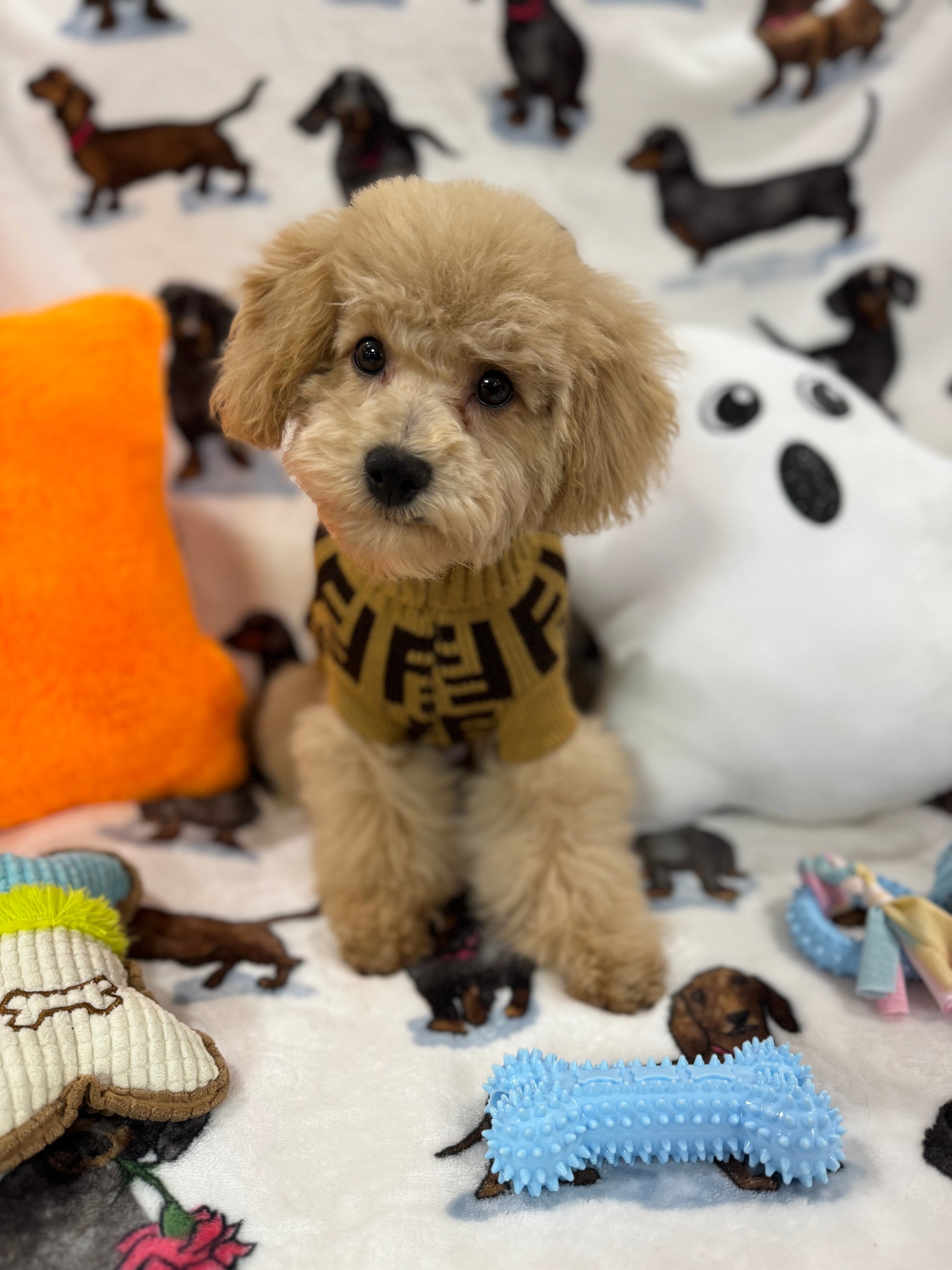 TURBO (Bichon Poodle)
