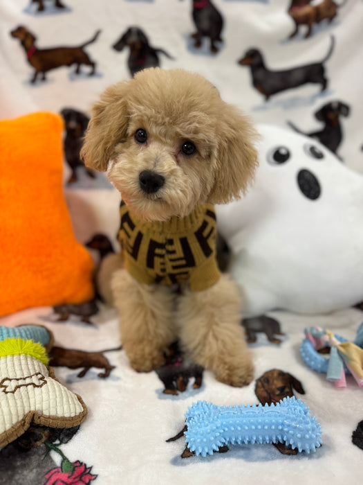TURBO (Bichon Poodle)