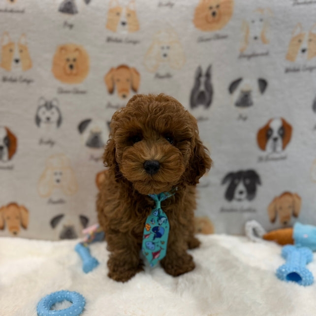 TOBY (AKC Mini Poodle)