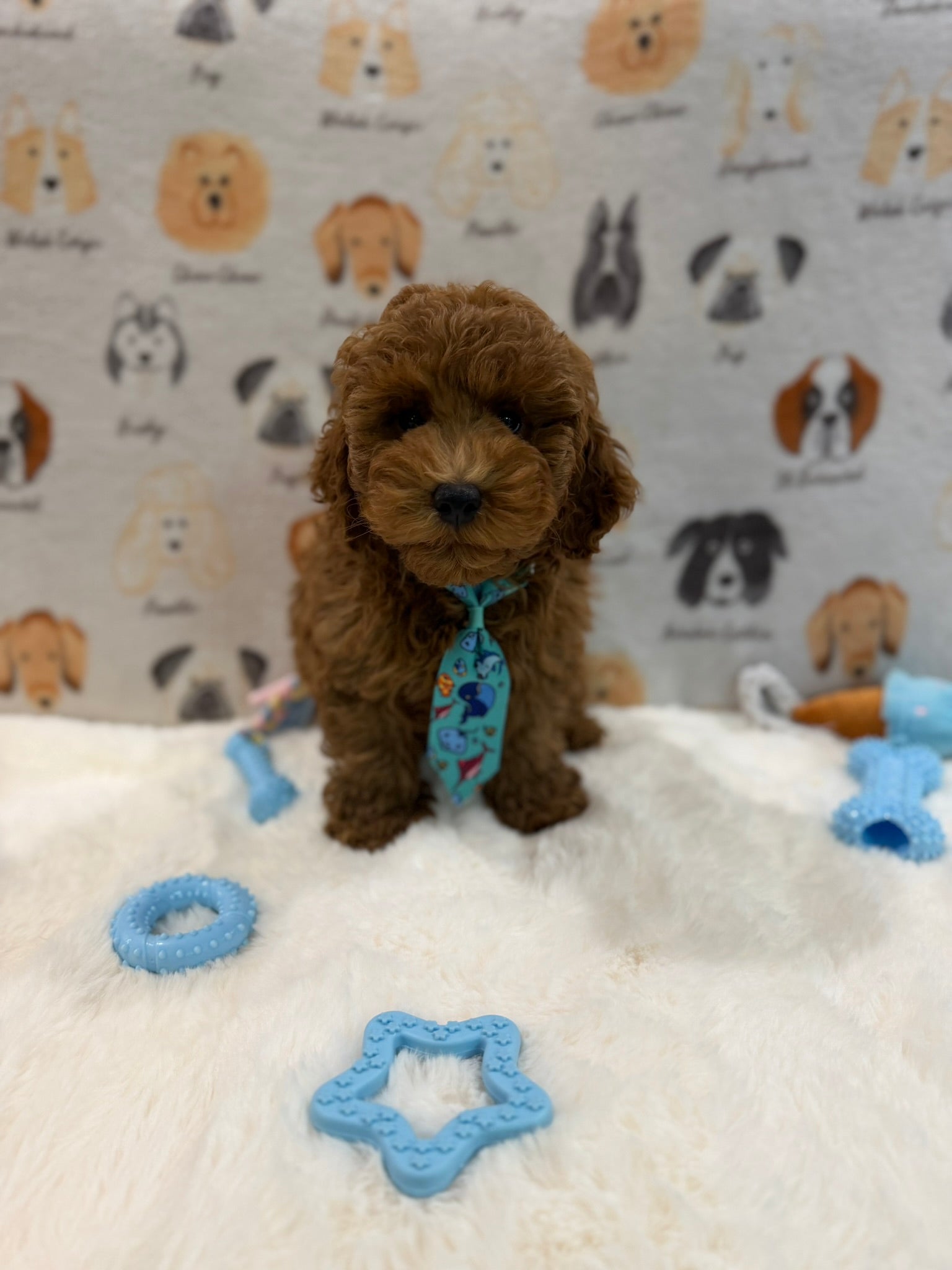 TOBY (AKC Mini Poodle)