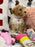 DEMI (Toy/Mini Bichon Poodle)