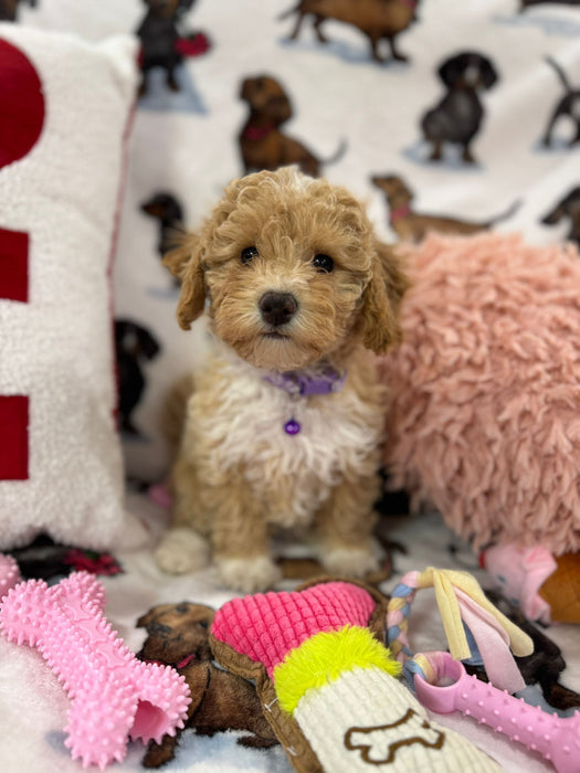 DEMI (Toy/Mini Bichon Poodle)