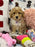 DEMI (Toy/Mini Bichon Poodle)