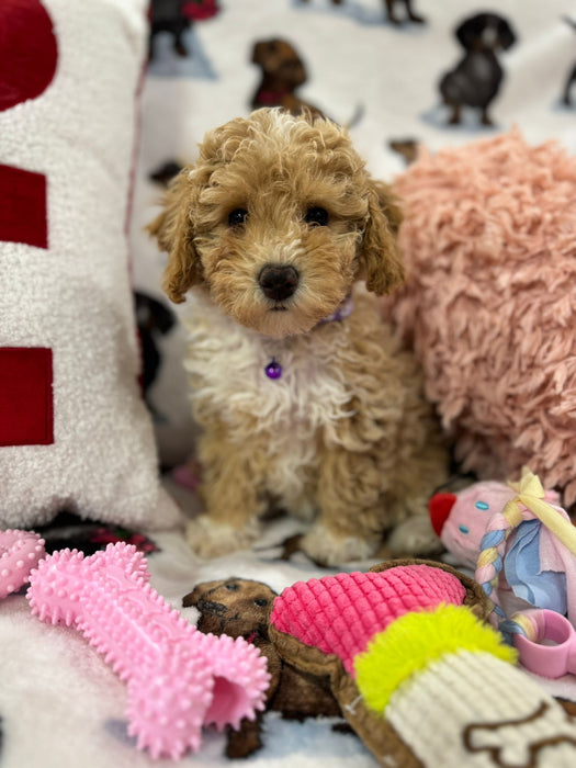 DEMI (Toy/Mini Bichon Poodle)