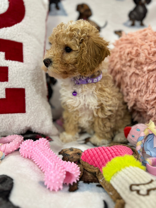 DEMI (Toy/Mini Bichon Poodle)
