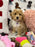 DEMI (Toy/Mini Bichon Poodle)
