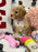 DEMI (Toy/Mini Bichon Poodle)