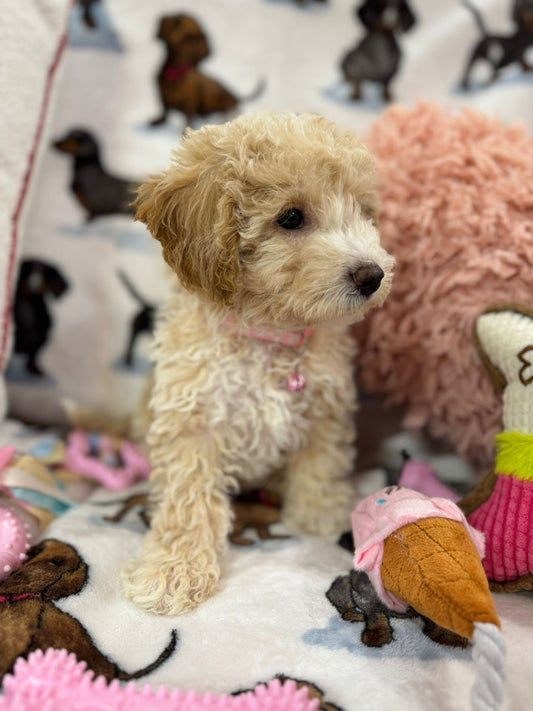 DOLLY (Toy/Mini Bichon Poodle)